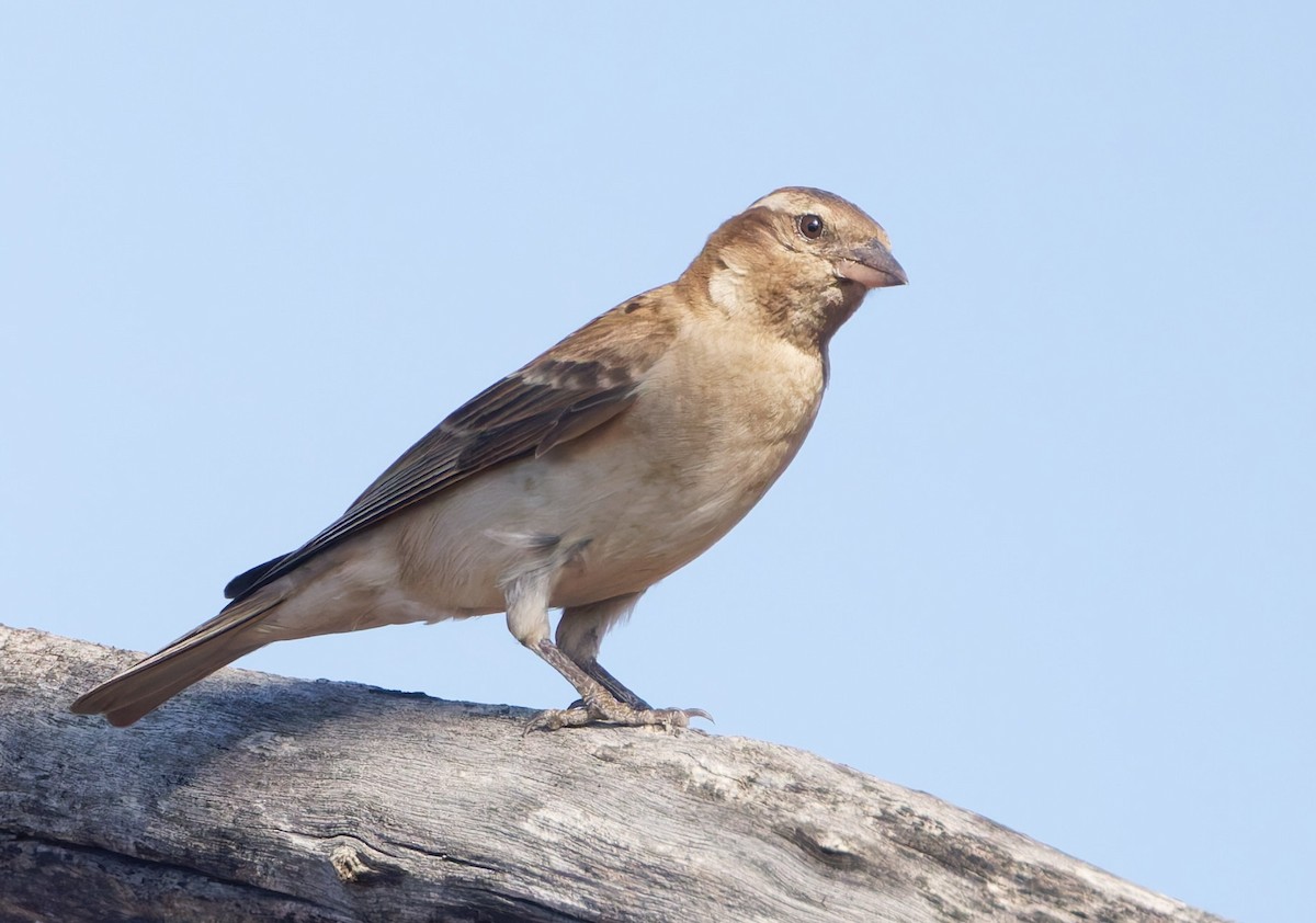 Yellow-throated Bush Sparrow - ML636621484