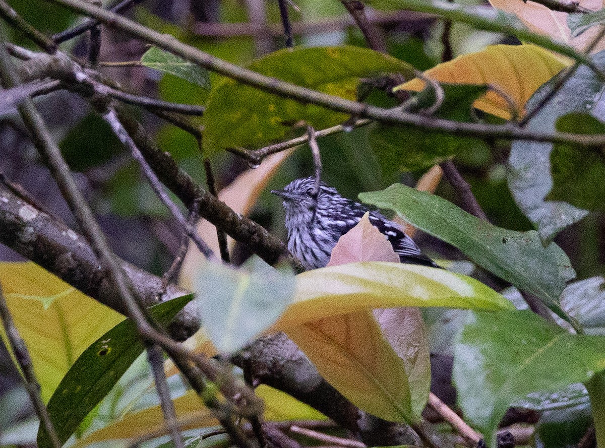 Amazonian Streaked-Antwren - ML636621500