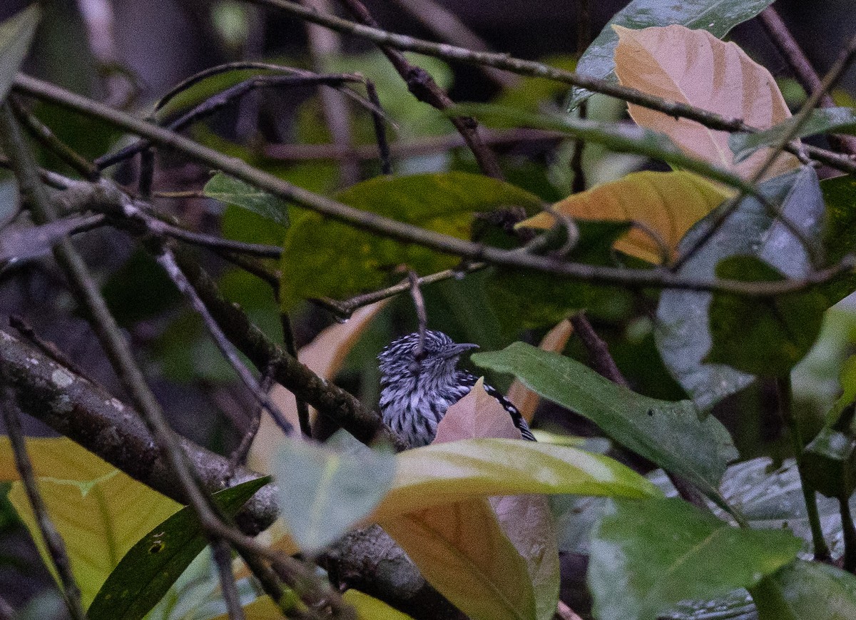 Amazonian Streaked-Antwren - ML636621501