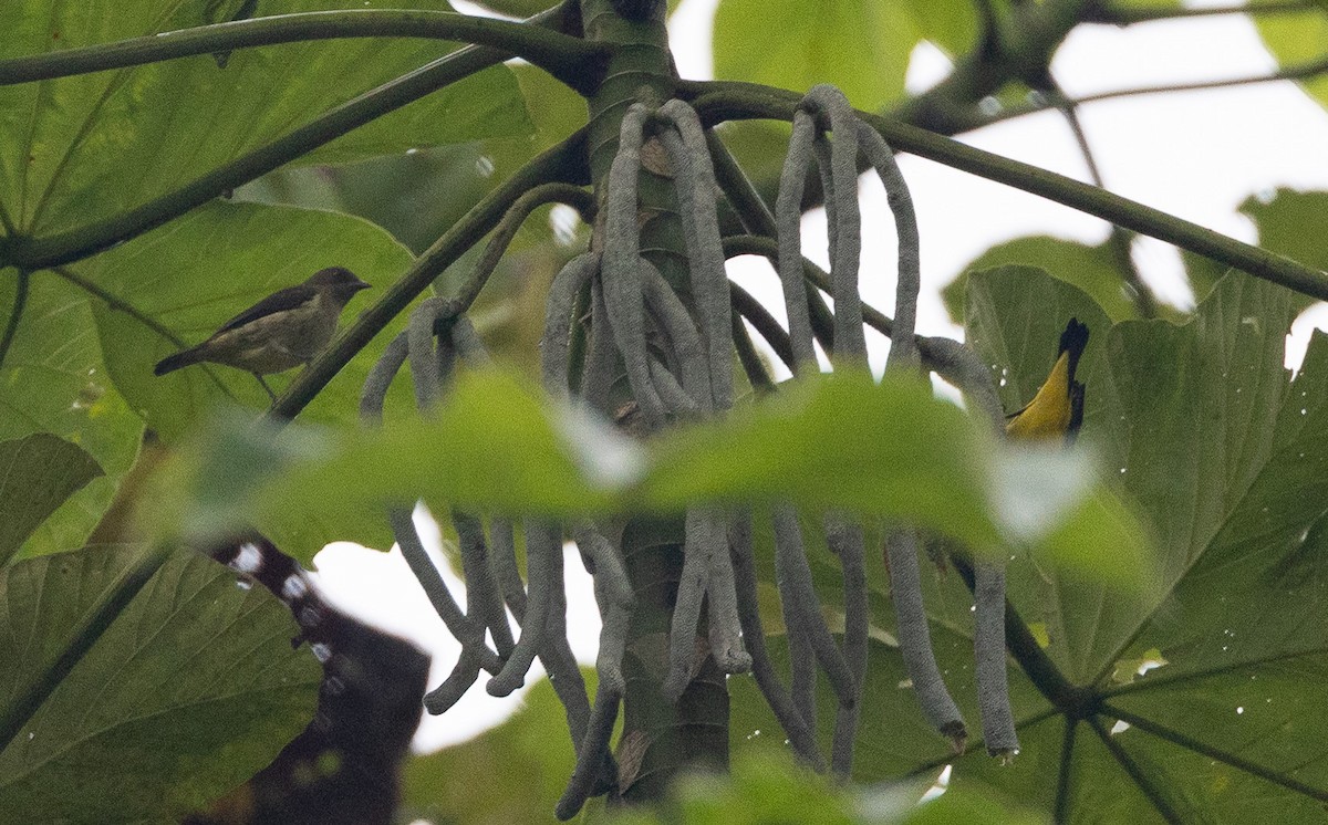 Yellow-bellied Dacnis - ML636621511