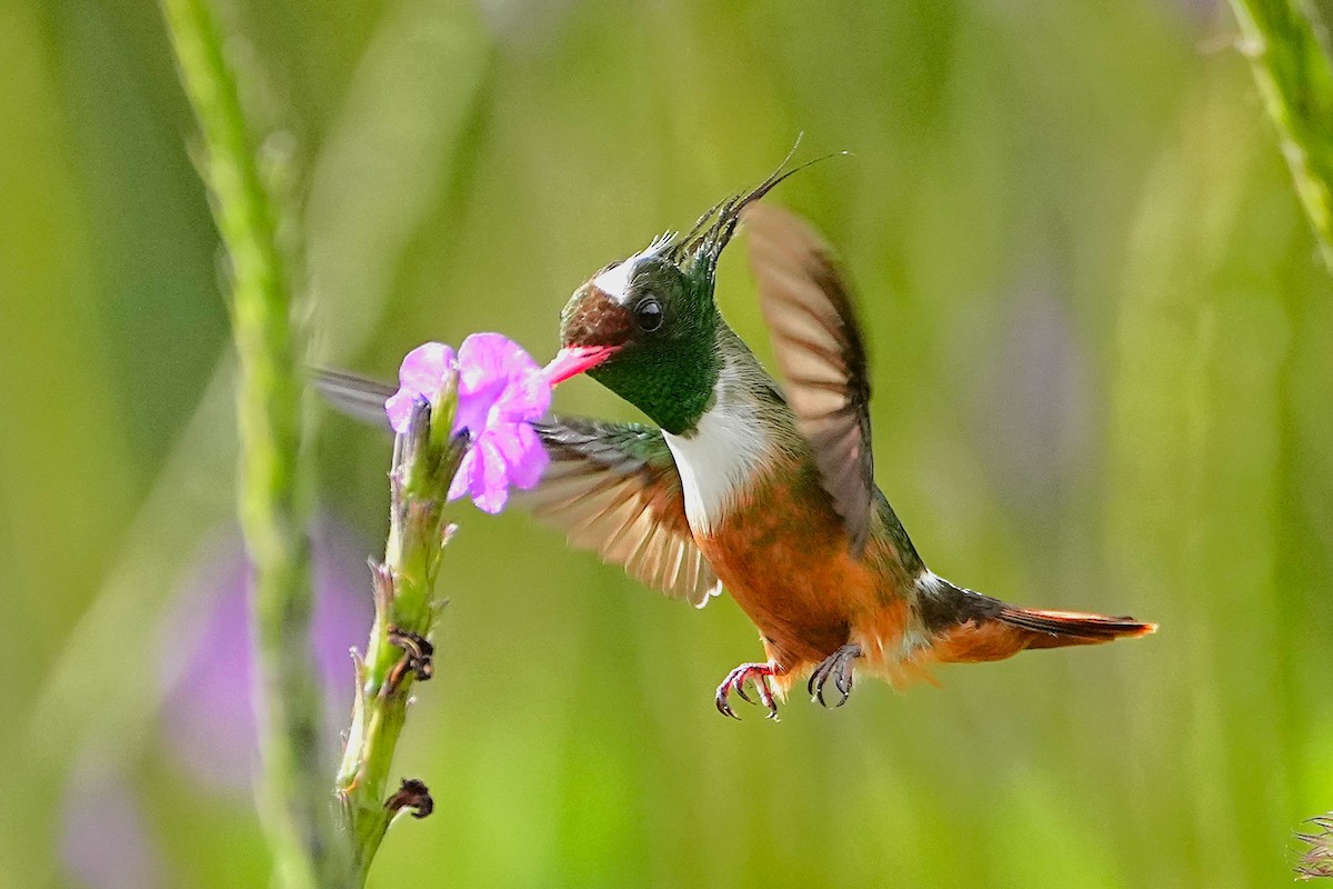 White-crested Coquette - ML636621564