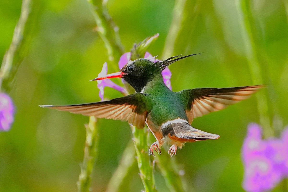 White-crested Coquette - ML636621565