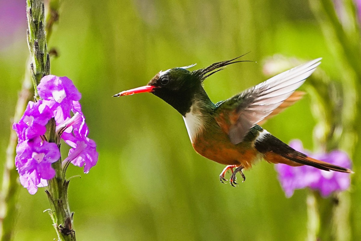White-crested Coquette - ML636621566