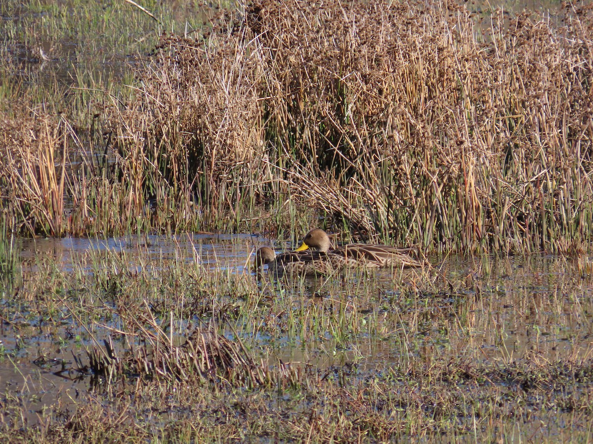 Yellow-billed Pintail - ML636621591