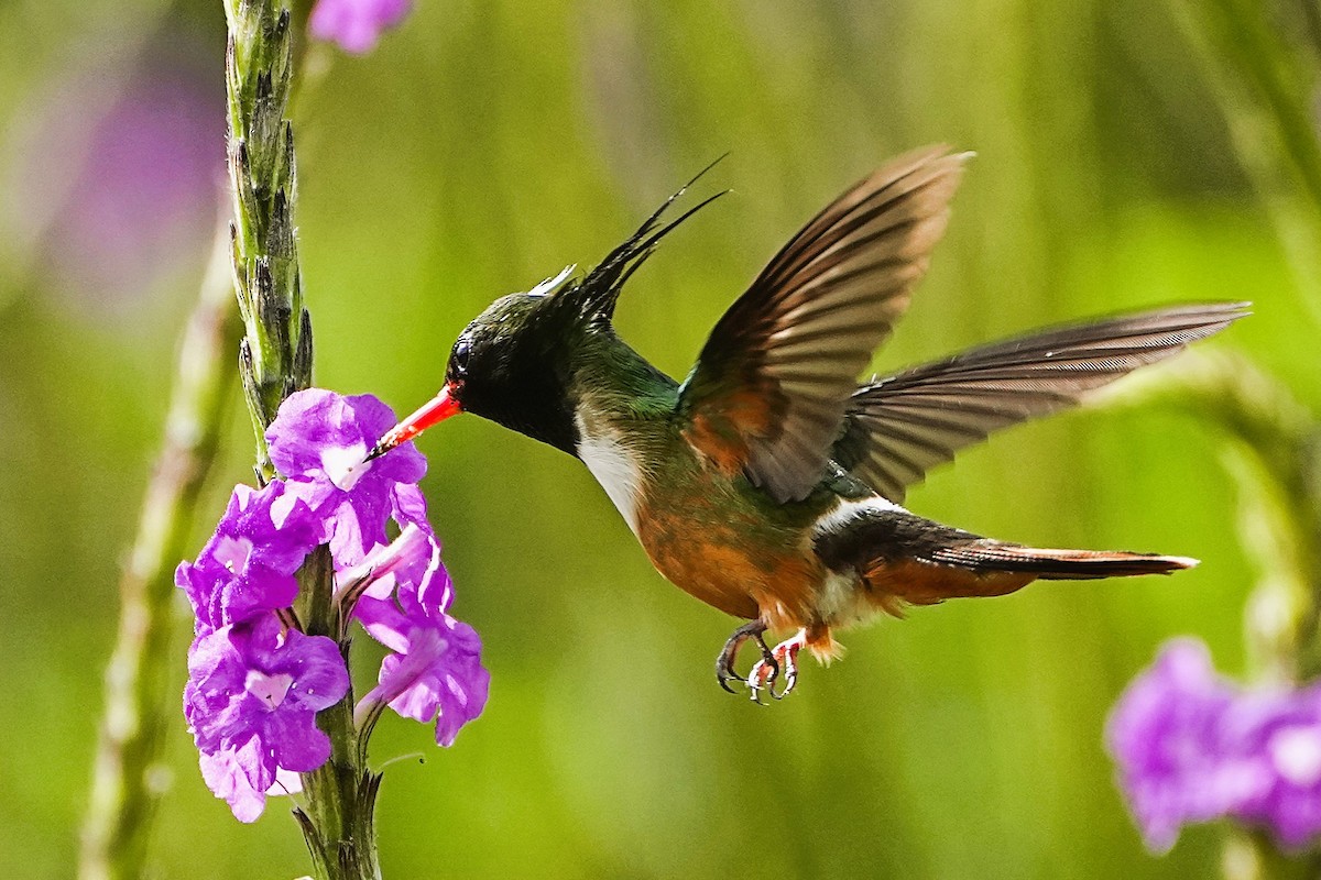 White-crested Coquette - ML636621592