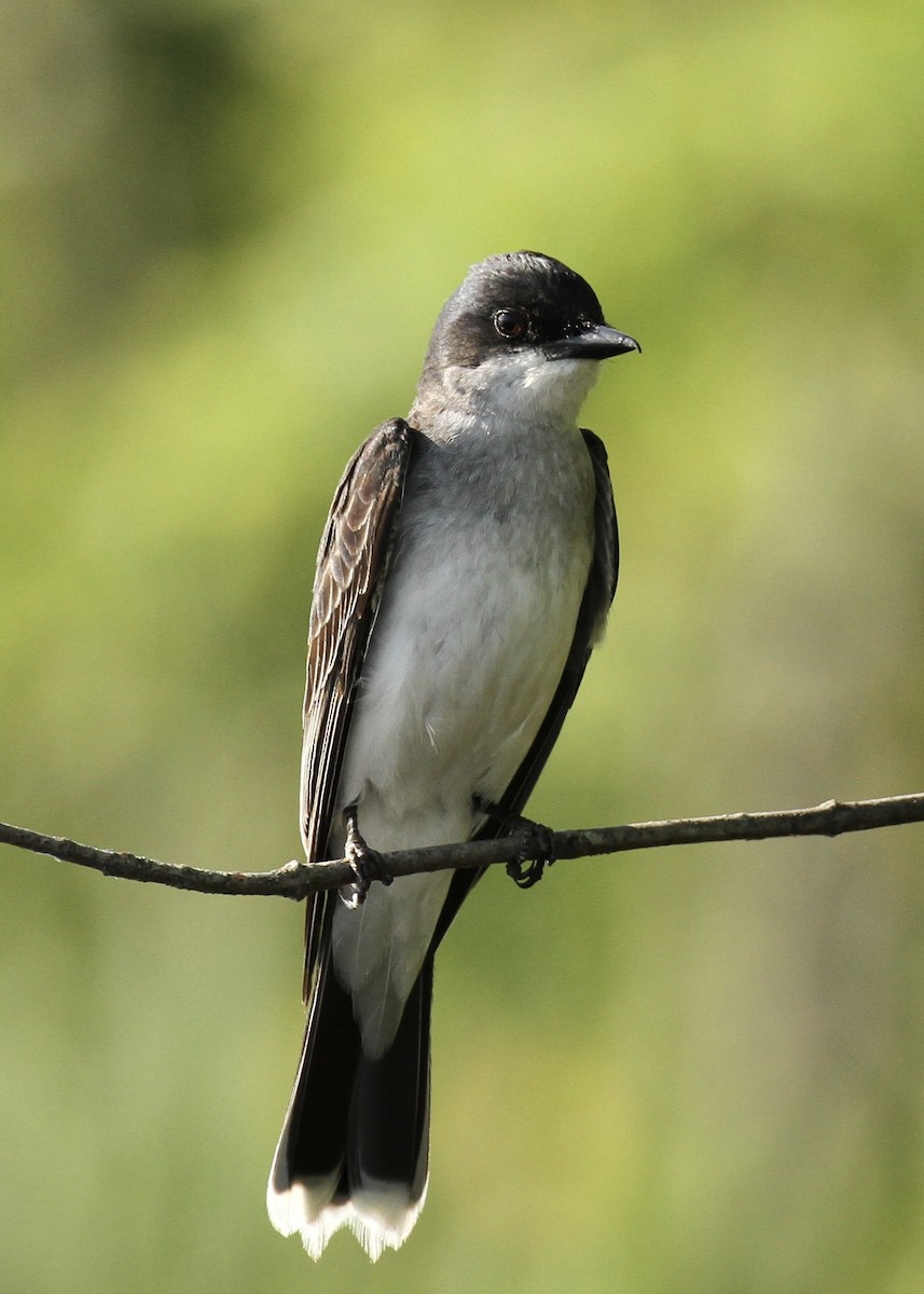 Eastern Kingbird - ML63662161