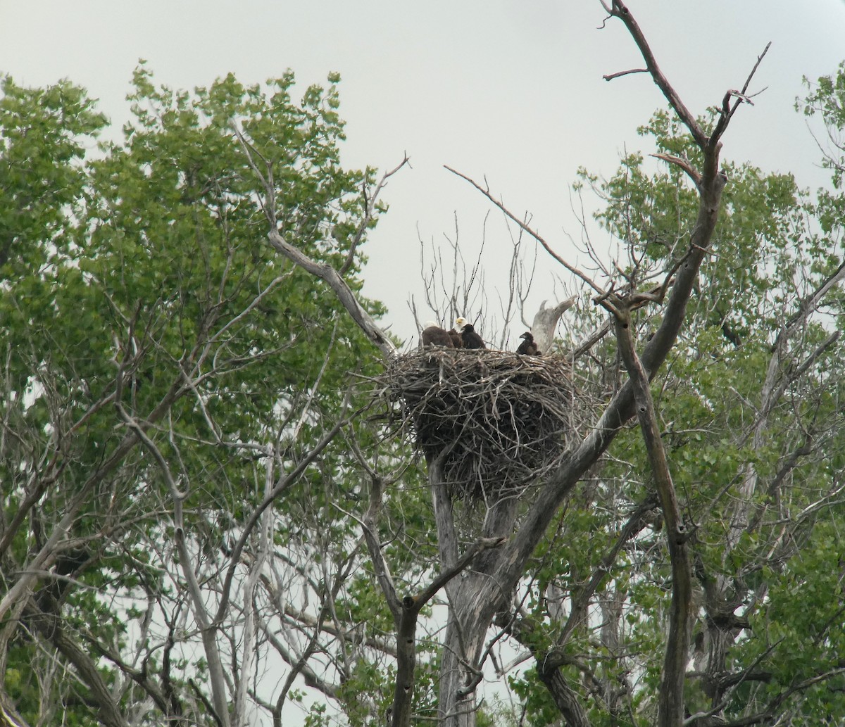 Bald Eagle - ML636621650