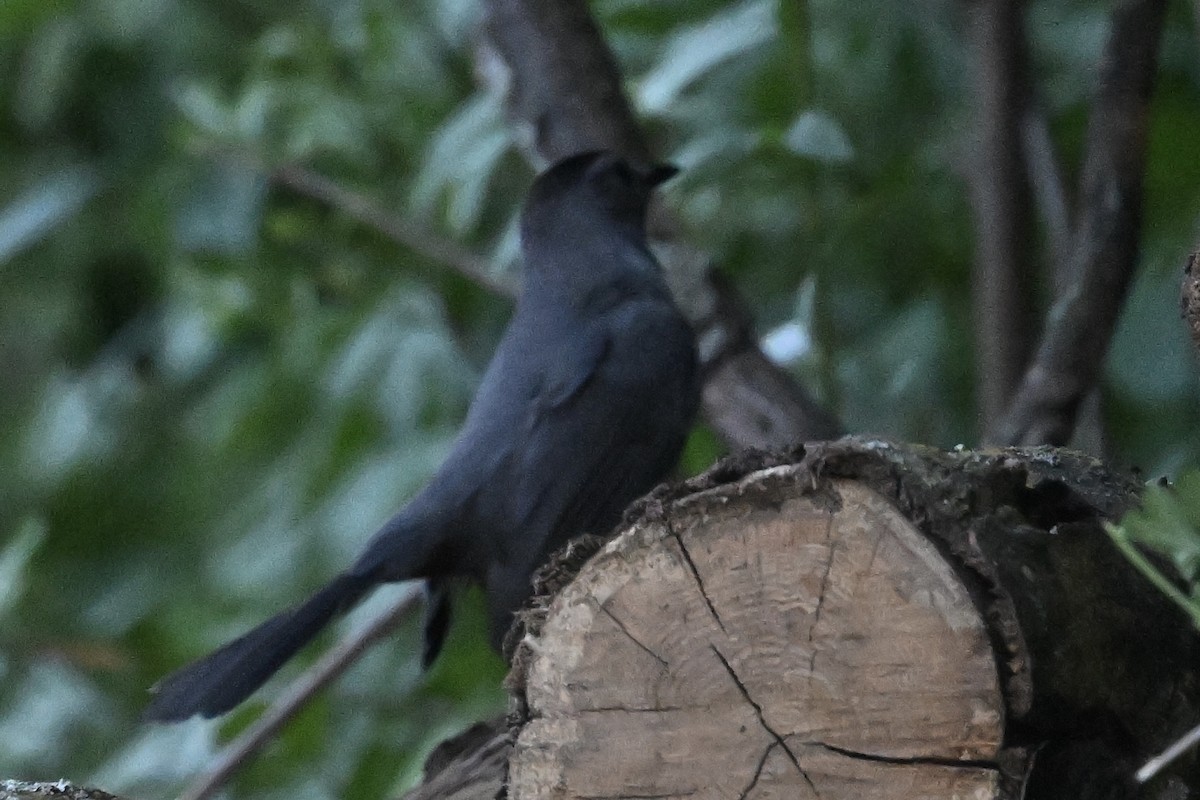 Gray Catbird - ML636621743