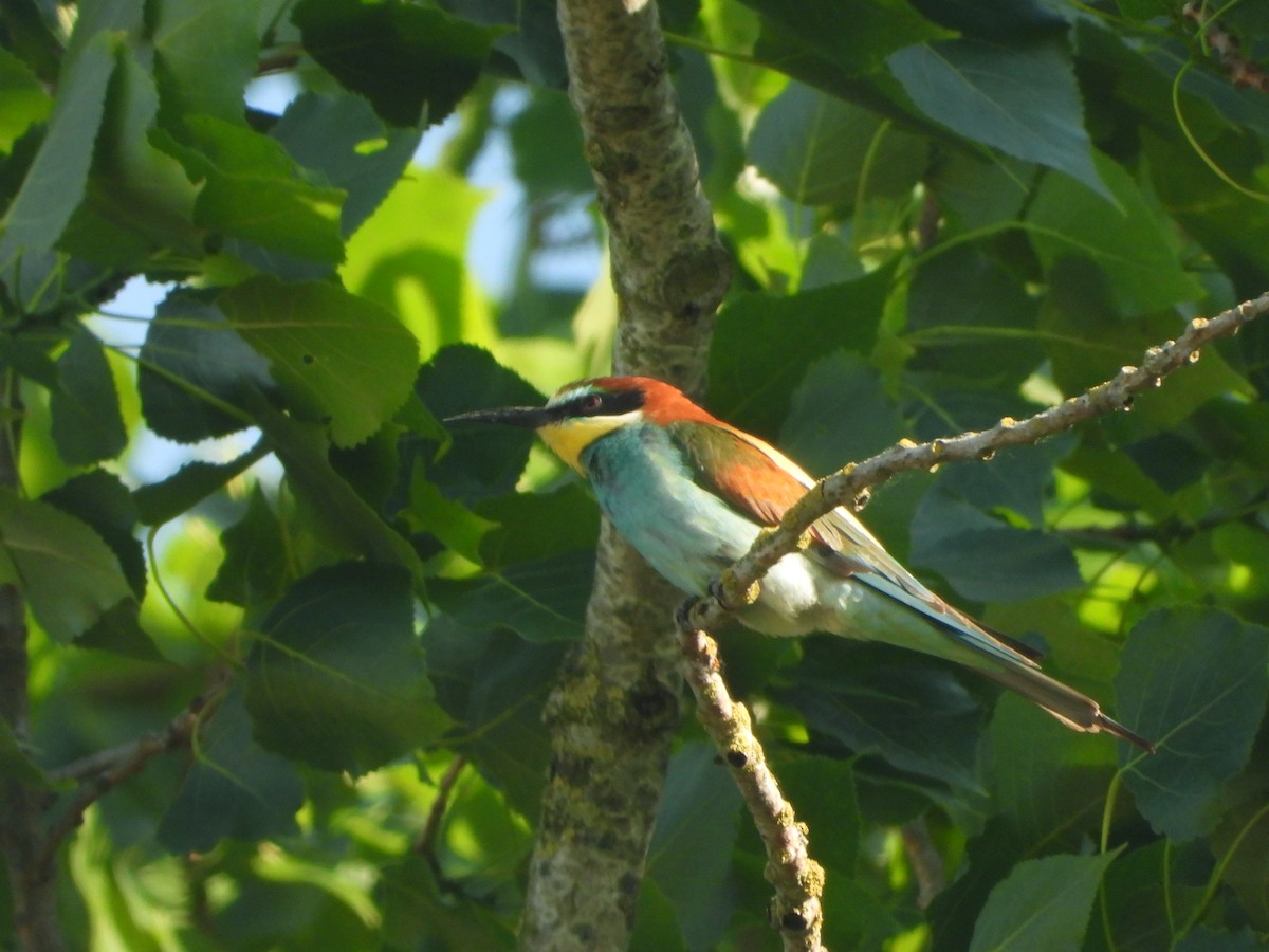 European Bee-eater - ML636621746