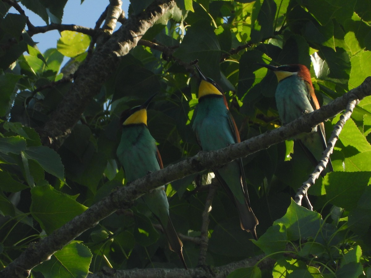 European Bee-eater - ML636621747