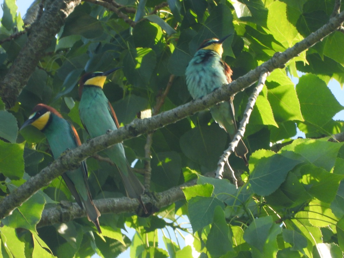 European Bee-eater - ML636621748