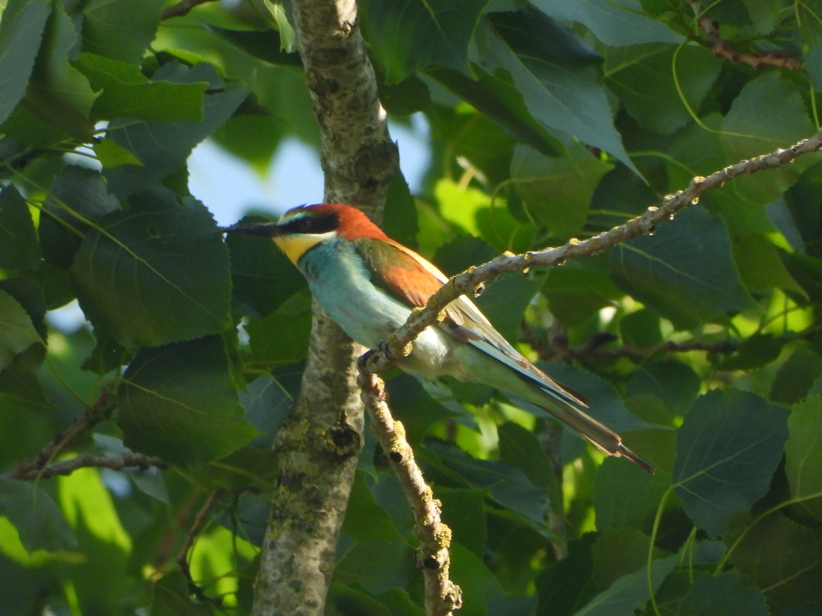 European Bee-eater - ML636621749