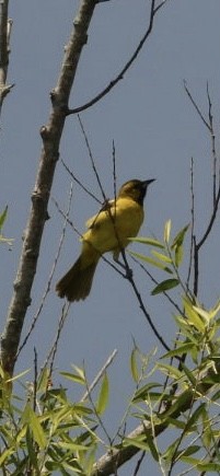 Orchard Oriole - ML636621774
