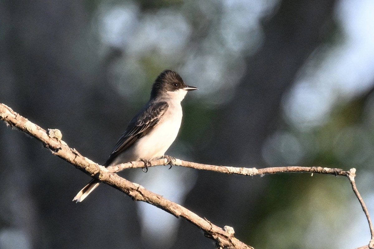 Eastern Kingbird - ML636621788