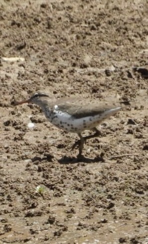 ביצנית נקודה - ML636621802