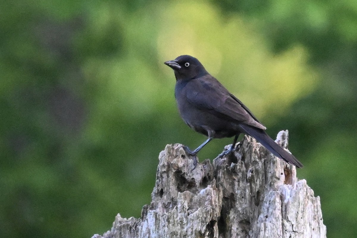 Common Grackle - ML636621820