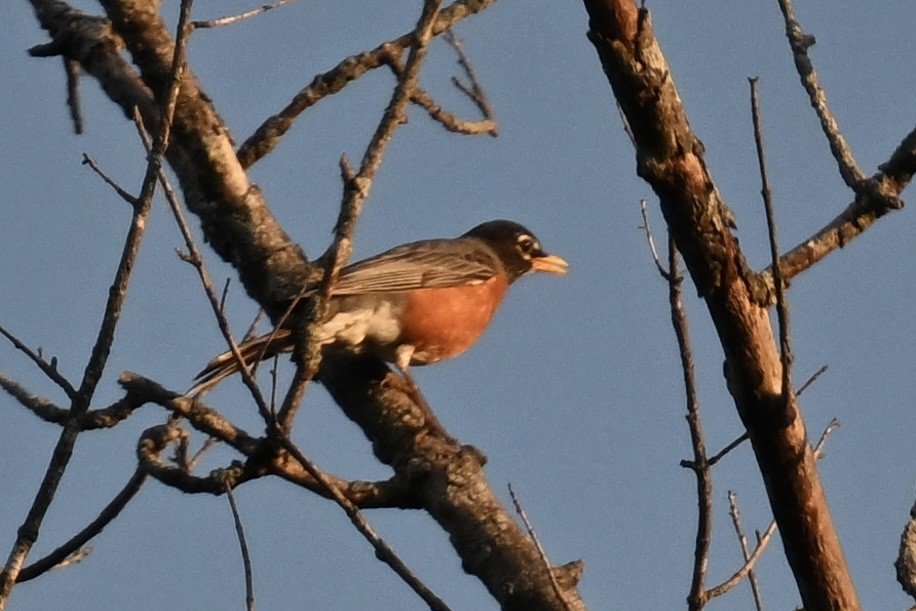 American Robin - ML636621836