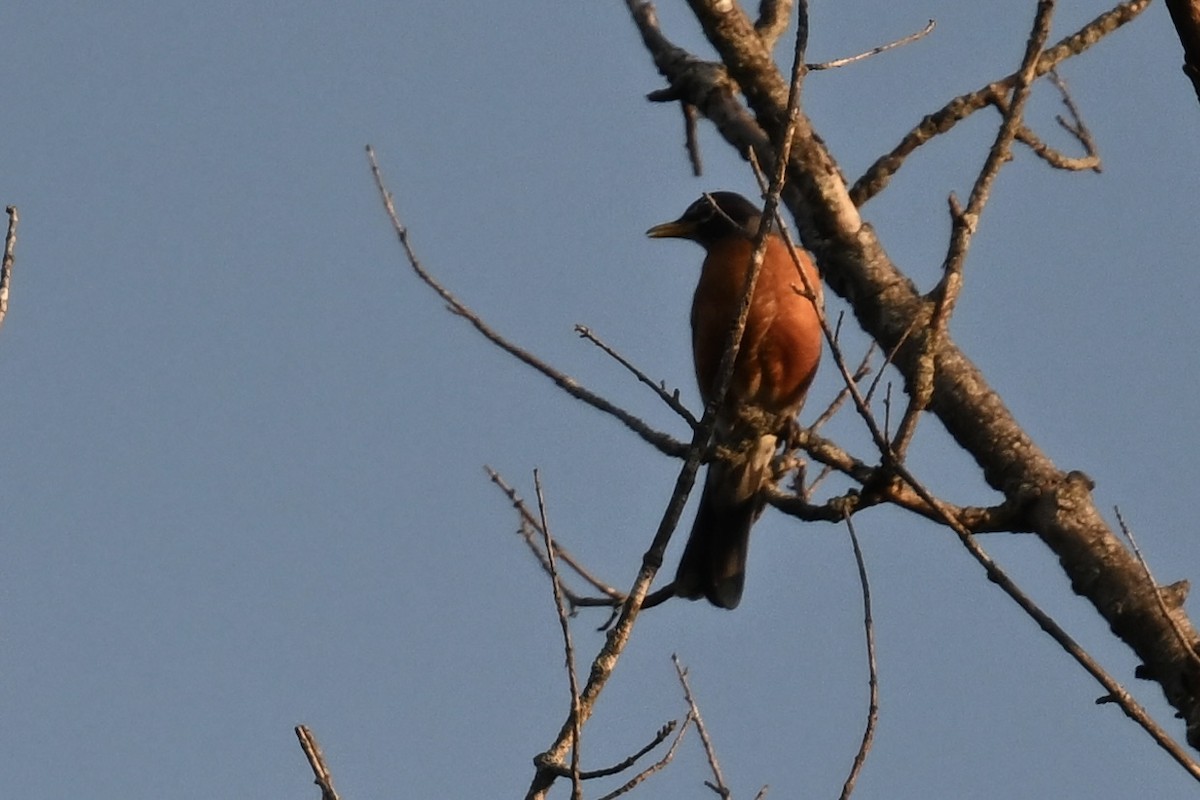 American Robin - ML636621837