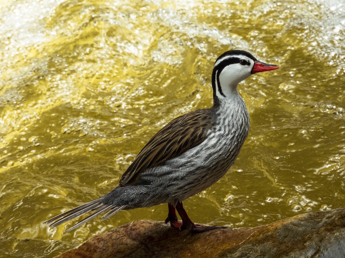 Torrent Duck - ML636621838