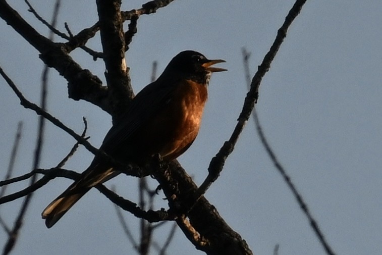 American Robin - ML636621839