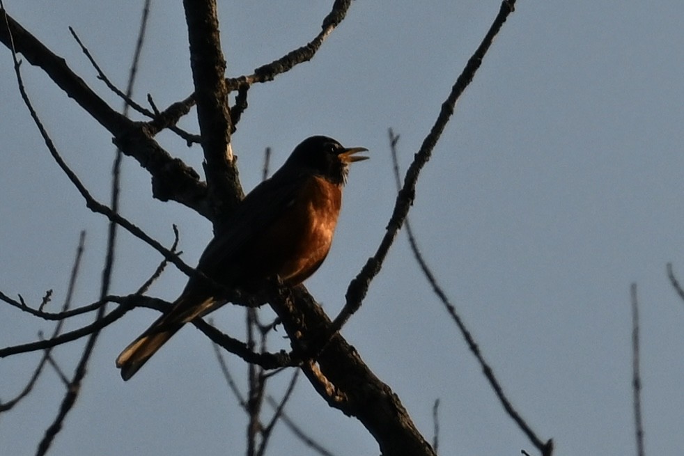 American Robin - ML636621840