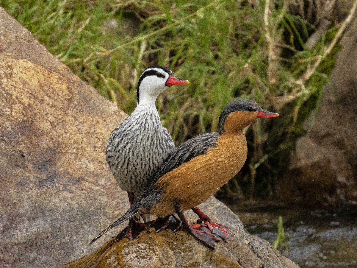 Torrent Duck - ML636621845