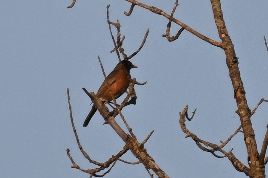 American Robin - ML636621847
