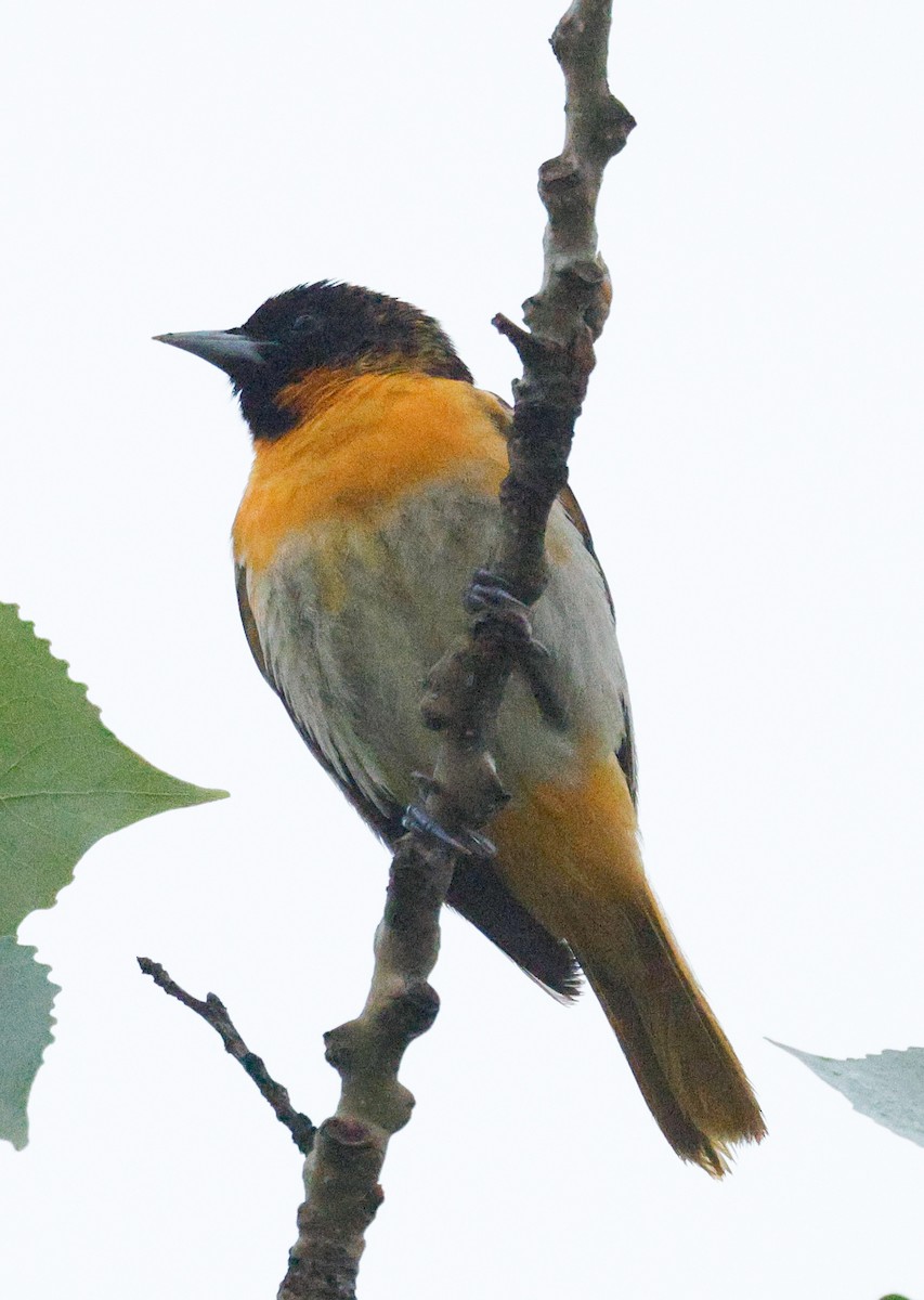 Bullock's x Baltimore Oriole (hybrid) - ML636621892