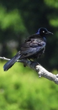 Common Grackle - ML636621949