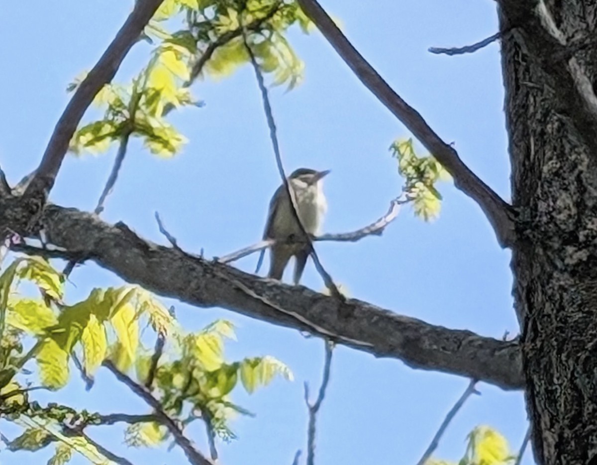 חטפית ירקרקה - ML636621952