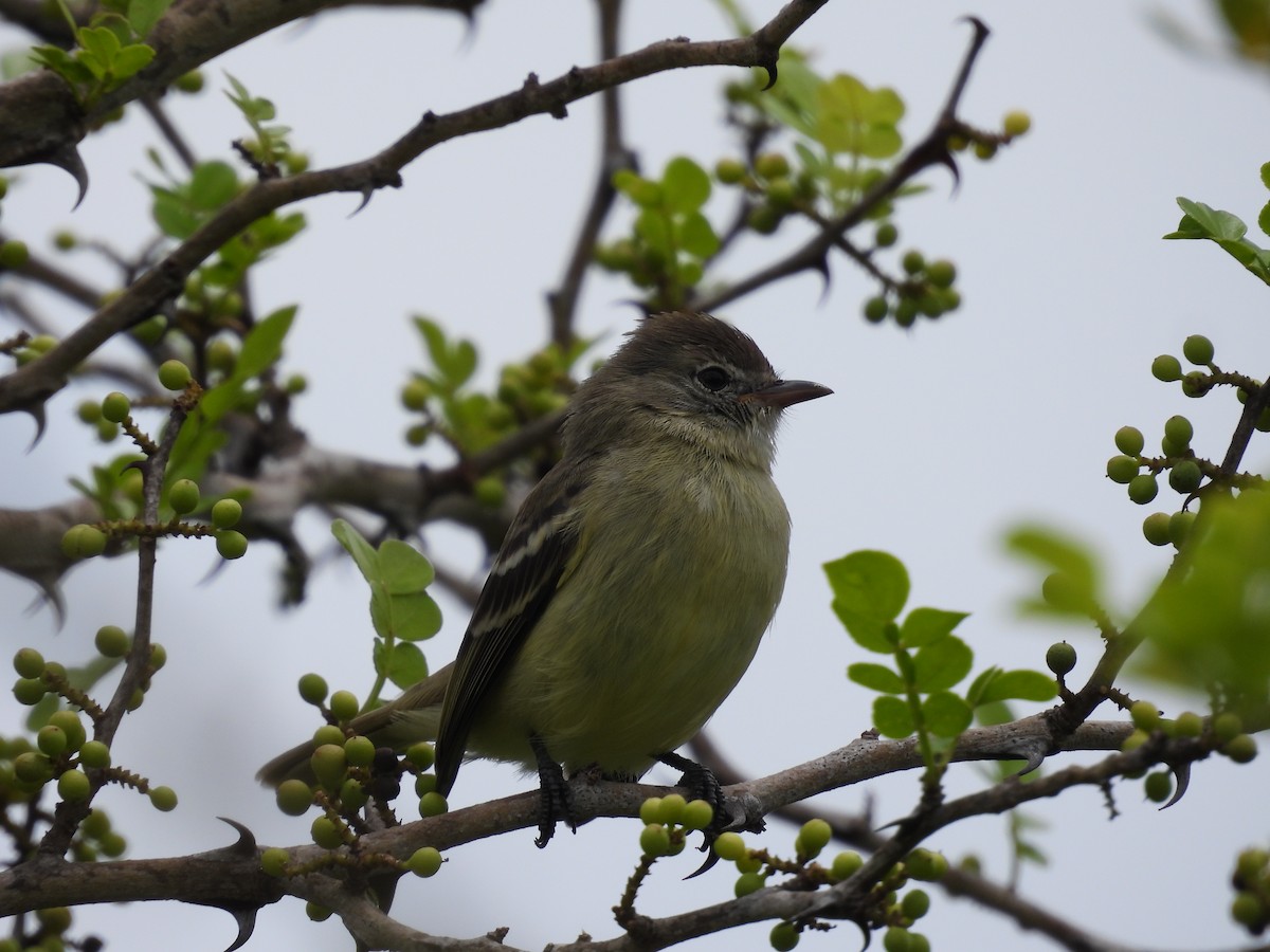 Southern Beardless-Tyrannulet - ML636621969