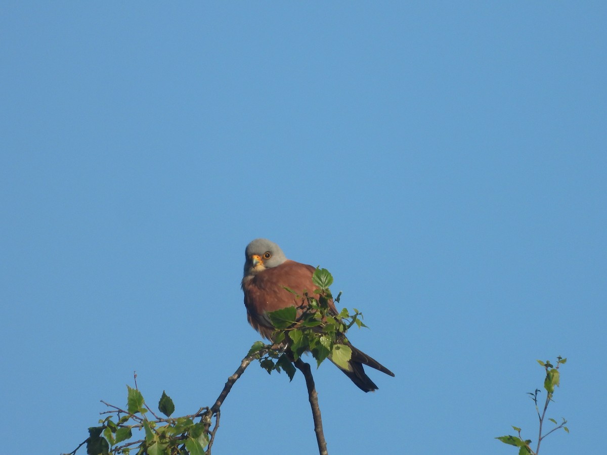 Lesser Kestrel - ML636621983