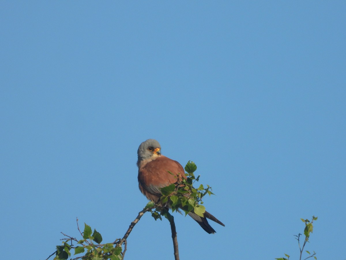 Lesser Kestrel - ML636621984