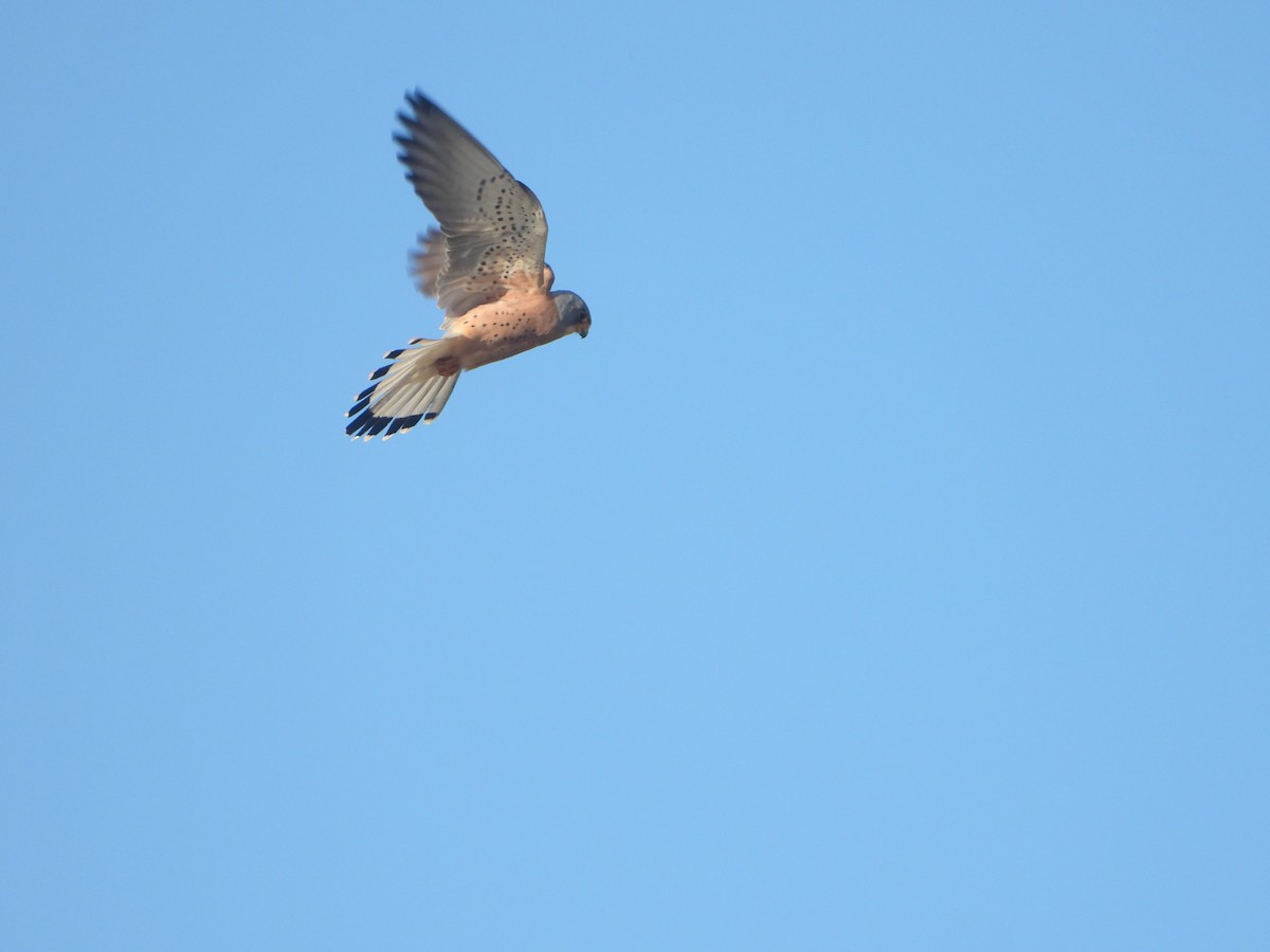 Lesser Kestrel - ML636621985