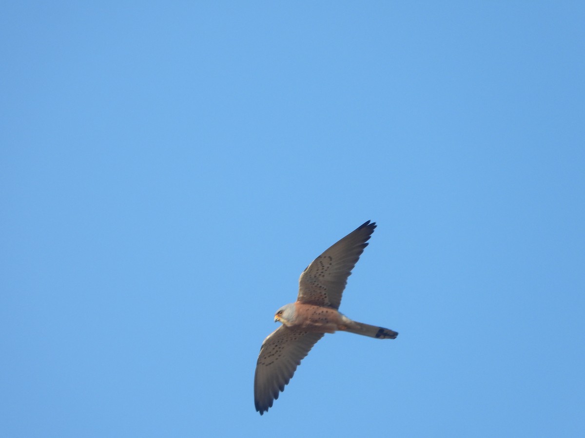 Lesser Kestrel - ML636621986