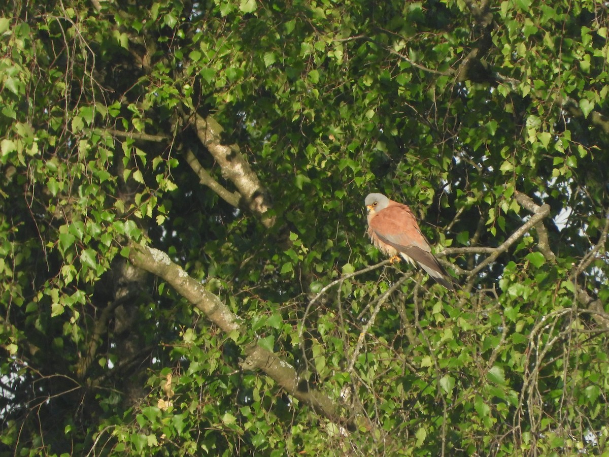Lesser Kestrel - ML636621987