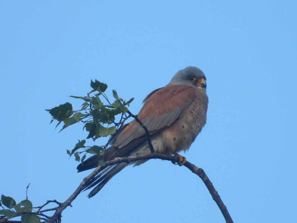 Lesser Kestrel - ML636622004