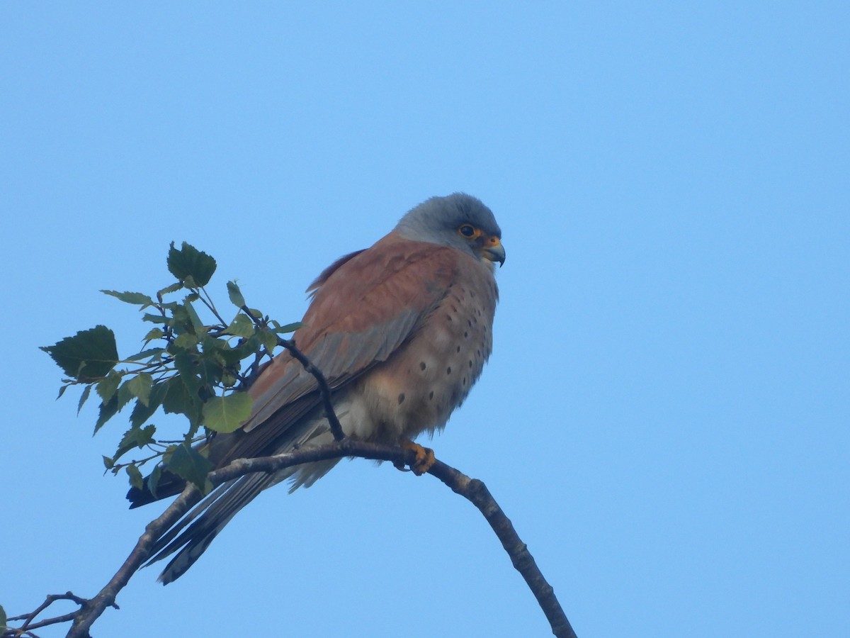 Lesser Kestrel - ML636622005