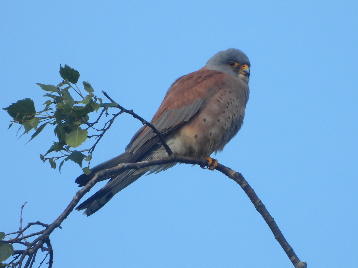 Lesser Kestrel - ML636622006