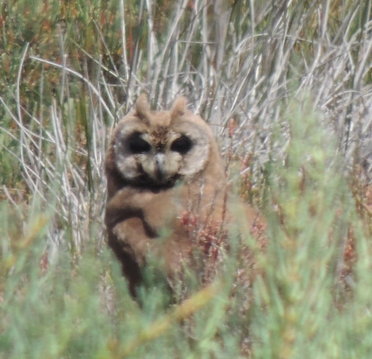 Marsh Owl - ML636622007