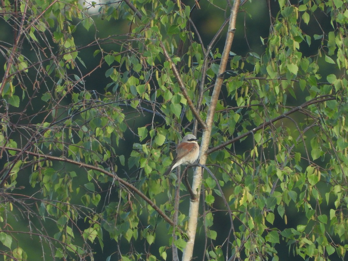 Red-backed Shrike - ML636622021