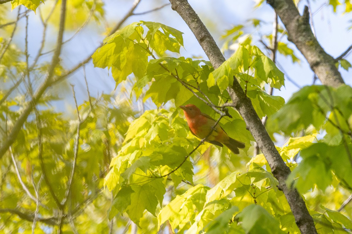 Summer Tanager - ML636622044