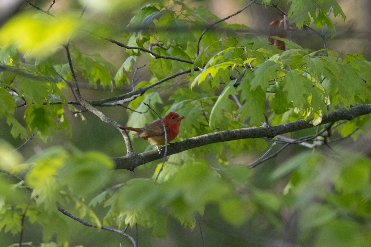 Summer Tanager - ML636622045