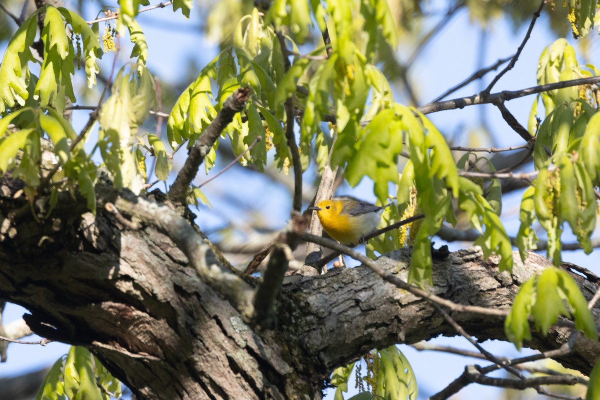 Prothonotary Warbler - ML636622063