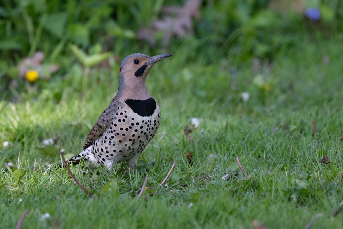 Northern Flicker - ML636622067