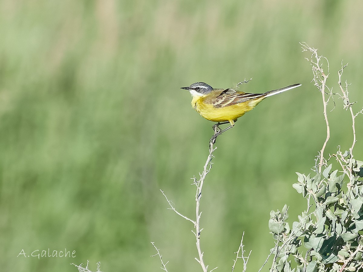 Өрнийн шар цэгцгий - ML636622091