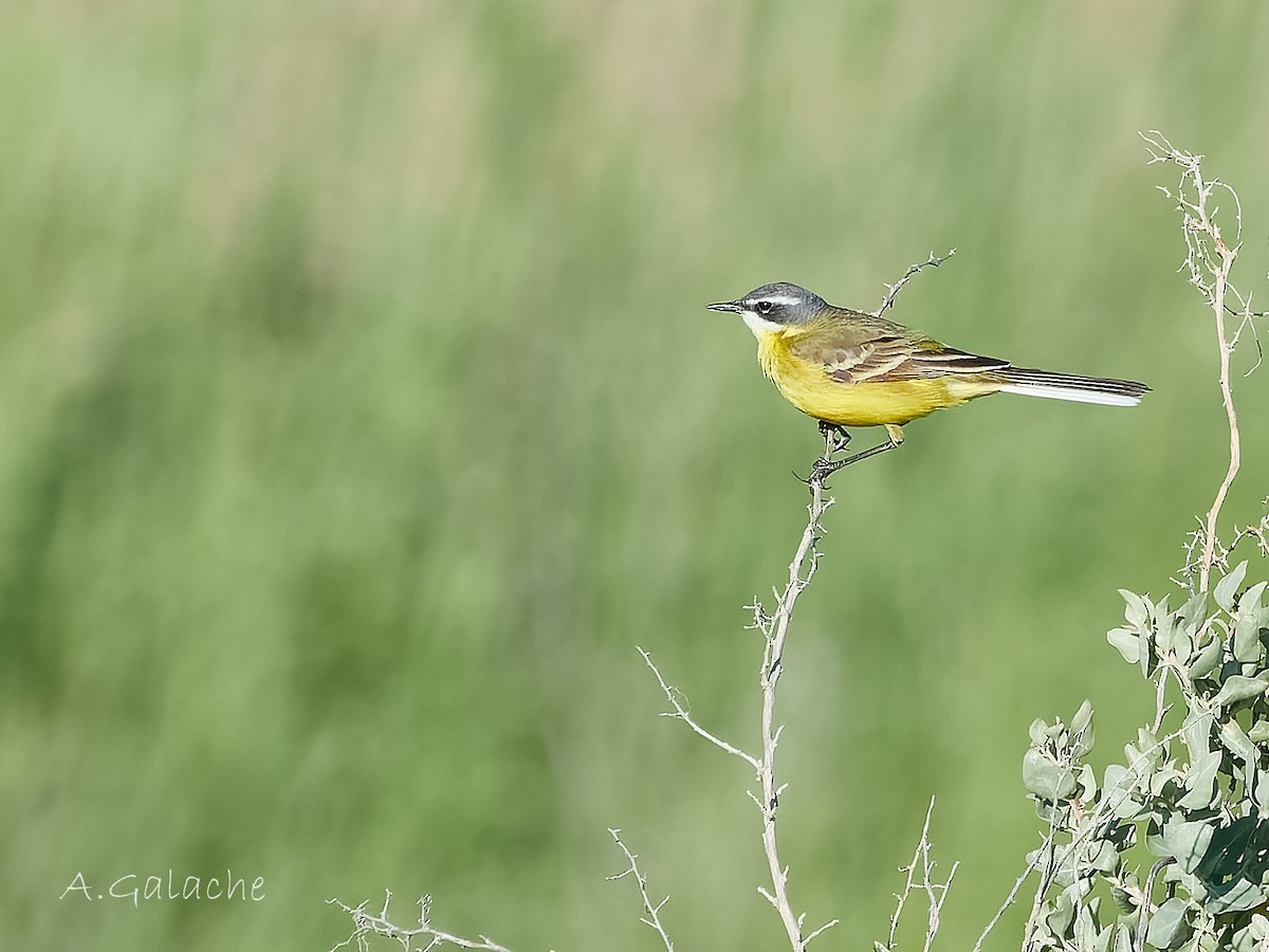 Өрнийн шар цэгцгий - ML636622092