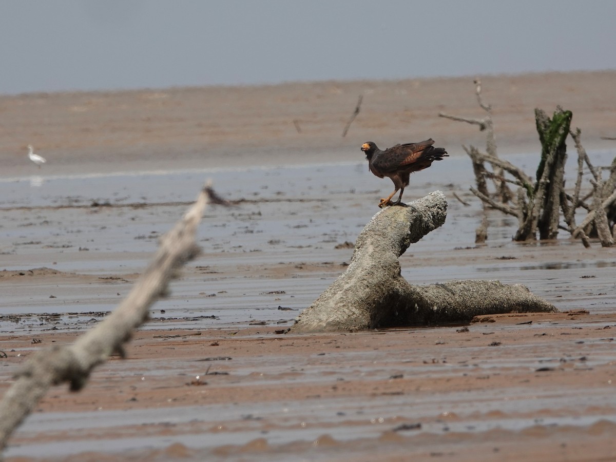 Rufous Crab Hawk - ML636622120