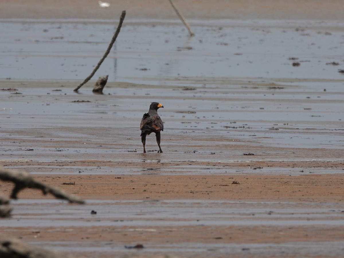 Rufous Crab Hawk - ML636622121