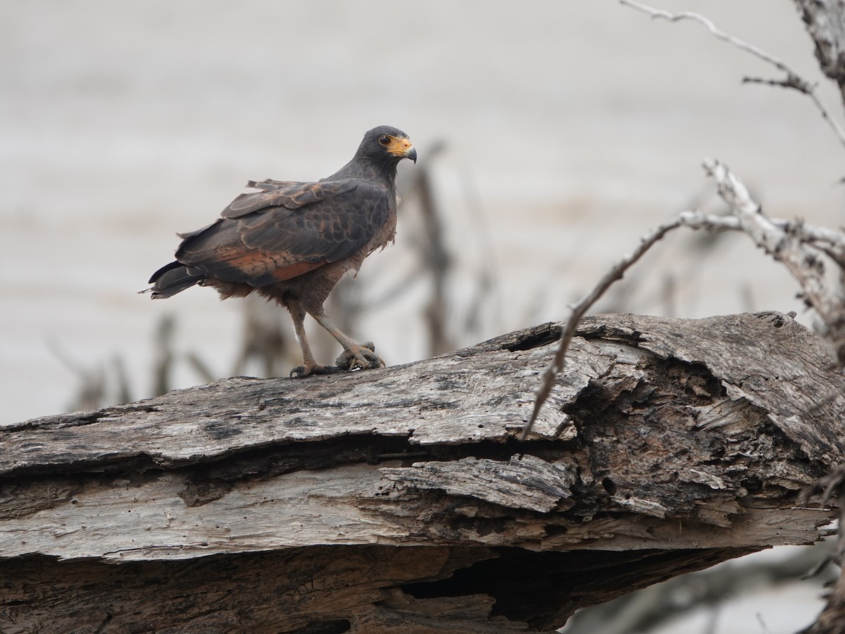 Rufous Crab Hawk - ML636622125